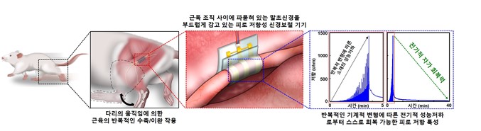 쥐의 좌골신경에 이식된 신경보철기기와 피로저항 특성