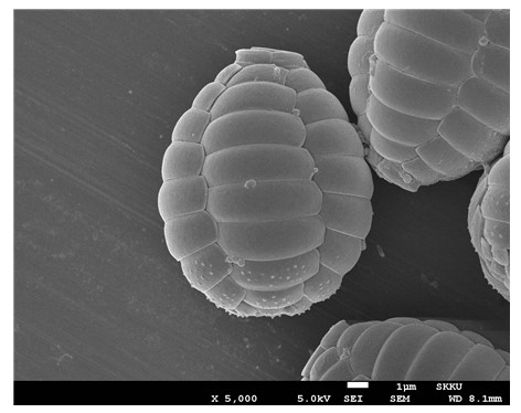 광합성 폴리넬라 전자현미경 사진