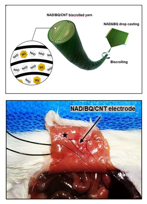 NAD 생체분자를 포함하고 있는 탄소나노튜브 섬유의 구조적 그림(위)과  NAD 슈퍼커패시터 섬유를 생쥐의 복부 안쪽에 부착한 모습(아래)