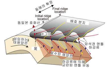  동해의 형성에 의해 얇아진 배호 분지의 암석권과 동일본 하부 암석권이 만나는 지점 하부에서 발생한 맨틀 하강류가 동일본 하부로의 맨틀 유입을 방해해 뜨거운 맨틀의 유입(적색선)이 발생한다. 뜨거운 맨틀에서 다량의 마그마가 발생해 지표면에 분출함으로써 화산 군집을 형성한다.