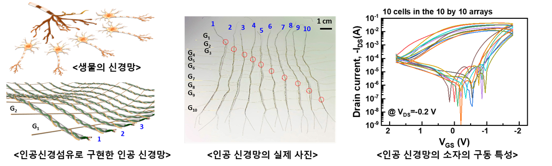 인공신경섬유소자는 게이트로 구분된 다중 시냅스의 구조를 갖는다