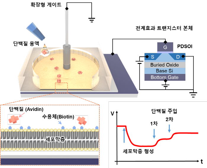세포막-FET의 분자 검출에 대한 모식도