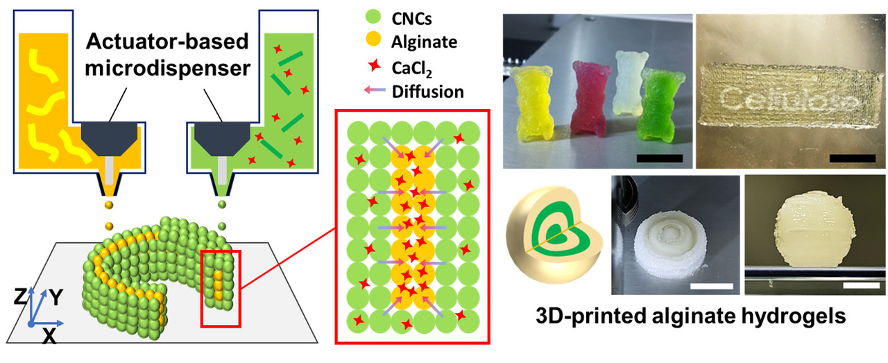 나노셀룰로오스 지지체와 듀얼 노즐을 이용한 3D 프린팅 모식도와 대표 출력물. 왼쪽은 듀얼 노즐에 이온 경화제(CaCl2)가 함유된 나노셀룰로오스(CNCs) 지지체 조성물과 생체재료인 알긴산(alginate)을 탑재해 출력하는 3D 프린팅 모식도이고, 오른쪽은 개발된 3D 프린팅 방법을 이용해 제작한 다양한 형태의 생체재료 하이드로젤(곰모양, 이름표, 동심구)
