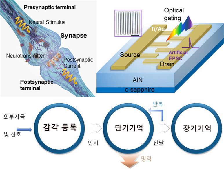 생체시냅스구조와 이를 모방해 제작된 화합물반도체 인공시냅스소자 개략도. 이를 통해 구현된 생체 기억·학습 효과