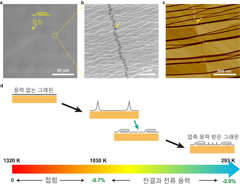 그래핀의 접힘 부분을 전자현미경(a,b)·원자현미경(c)으로 촬영한 모습. 통상 그래핀은 1320K 이상의 고온에서 성장하는데, 냉각되는 과정에서 접힘이 발생한다. 연구진의 분석결과 약 1030K 이상의 온도에서 접힘이 발생하는 것으로 확인됐다.
