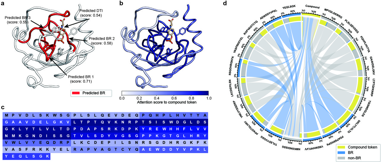 HoTS의 결합지역 예측과 트랜스포머의 Attention 분포. HoTS의 트랜스포머가 단백질의 결합지역을 중점적으로 고려하고 있음을 보여준다.