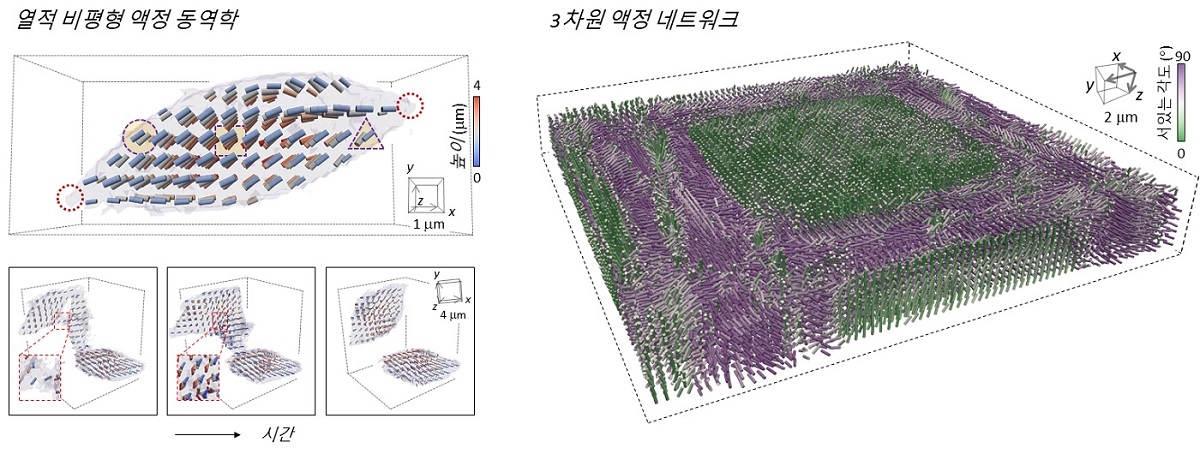 개발된 방법으로 측정된 액정 동역학, 액정 네트워크