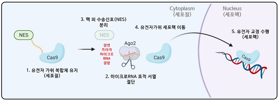 세포 내 셀프 체크인의 마이크로RNA 특이적 작용 모식도