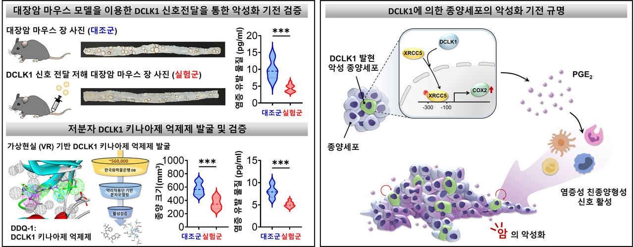 DCLK1에 의한 암의 악성화 기전 규명. (왼쪽) 대장암 마우스 모델에서 DCLK1 신호 전달 매개체의 발현 또는 키나아제 활성 억제시 형성되는 종양의 수가 감소했으며, 염증 유발 물질(PGE2) 분비 또한 감소했다. (오른쪽) 악성종양 특이적으로 발현하는 DCLK1이 XRCC5를 인산화시켜 염증성 효소인자인 COX2의 발현을 증가시킴을 통해 염증 유발 물질(PGE2)을 생성·분비해 종양미세환경 내의 염증성 친종양형성 신호를 활성화시켜 암의 악성화를 유도한다는 것을 규명했다.