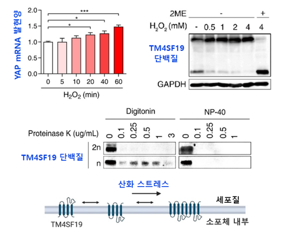 구강암 세포에서 산화스트레스로 인한 YAP 발현 증가와 TM4SF19 단백질의 이합체 형성 [자료=KAIST]